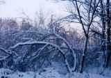 Зима. Последний день Матвея Кузьмина