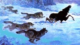 Волки. Нападения на животных