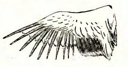крыло подсадной утки